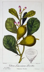 Peretta-Zitrone, 1836
